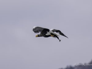 琵琶湖山本山のオオワシ渡来77日目2024年2月2日