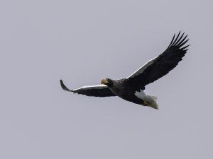 琵琶湖山本山のオオワシ渡来87日目　2024/2/12