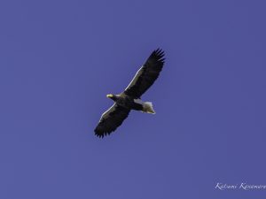 琵琶湖山本山のオオワシ渡来91日目 2024/2/16