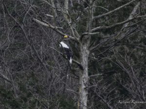 琵琶湖山本山のオオワシ渡来93日目2024年2月19日　