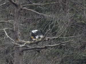 琵琶湖山本山のオオワシ渡来98日目2024年2月23日
