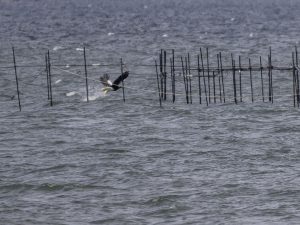 琵琶湖山本山のオオワシ渡来99日目2024年2月24日