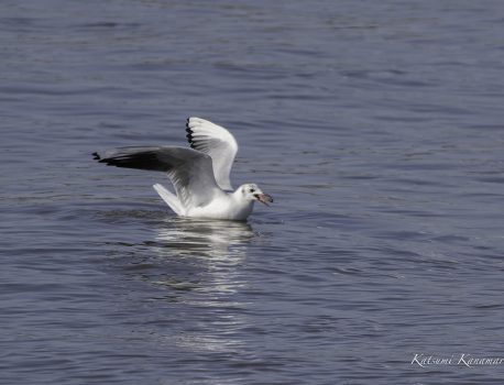 河口で探鳥　鈴鹿川　2024年3月29日　