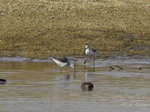 河口で探鳥　シリーズ　鈴鹿川　派川　2024年3月31日