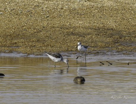 河口で探鳥　シリーズ　鈴鹿川　派川　2024年3月31日