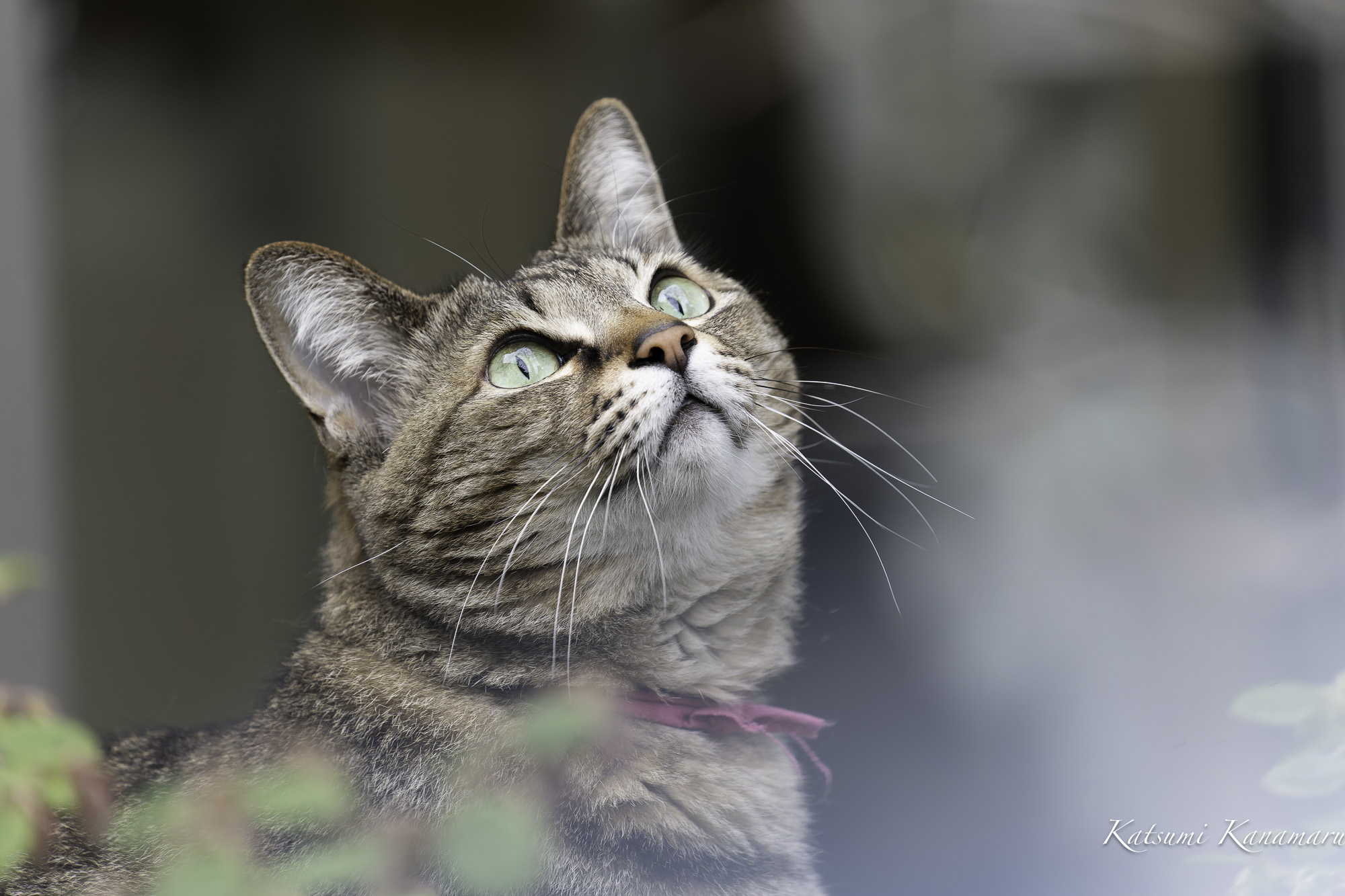 カメラの話題　レンズ買い換え　FE100-400mm　F4.5 5.6