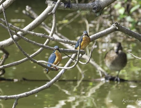 溜め池に桜が咲き、カワセミは恋の季節