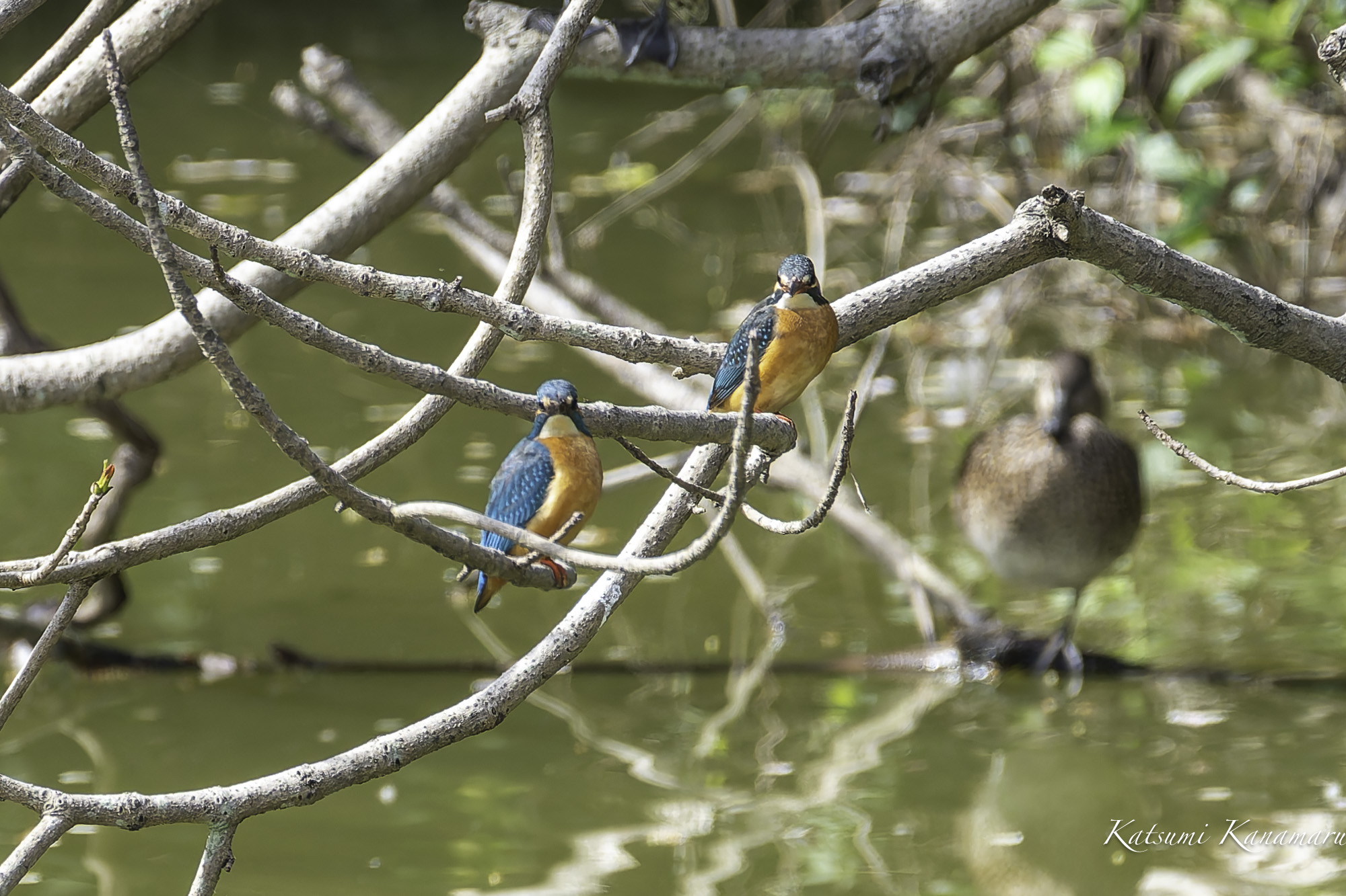 溜め池に桜が咲き、カワセミは恋の季節