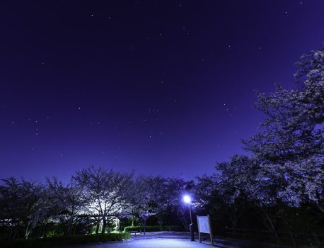 桜と星空　2024年4月9日