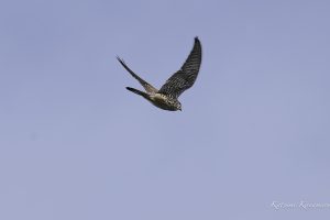 今日の野鳥観察　2024年4月13日　晴れ
