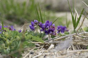 河口で探鳥　4月中旬