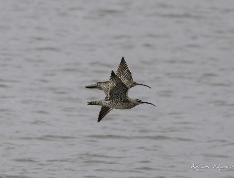 河口で探鳥　旅鳥　チュウシャクシギ　2024年4月22日