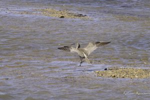 鈴鹿川河口で探鳥　2024年5月9日