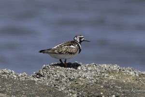 鈴鹿川河口　野鳥観察　2024年5月11日