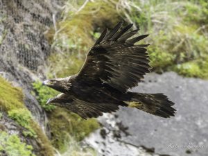 伊吹山の自然のイヌワシ観察記録 No.6