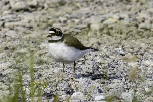 コチドリ　夏鳥　2024年5月18日