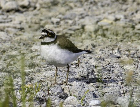 コチドリ　夏鳥　2024年5月18日