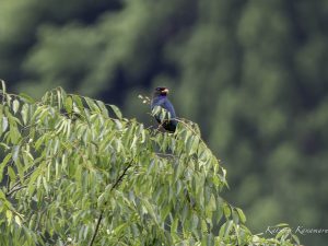 天龍村のブッポウソウ　2024年５月２０日