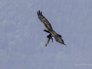 伊吹山の自然とイヌワシ観察　No.8　　2024年5月24日