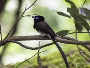 ホイホイとクマタカの観察　2024年5月29日