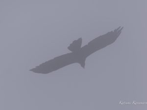 伊吹山の自然とイヌワシ観察　No.10　2024年6月1日