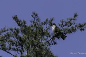 伊吹山の自然とイヌワシ観察　N0.11 2024年6月3日