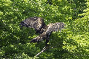 伊吹山の自然とイヌワシ観察　No.12　2024年6月5日