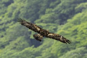 伊吹山の自然とイヌワシ観察　No.13 2024年6月7日