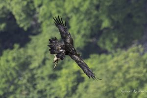 伊吹山の自然とイヌワシ観察 No.14　2024年6月10日