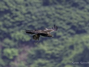 伊吹山の自然とイヌワシ観察　No.15 2024年6月11日