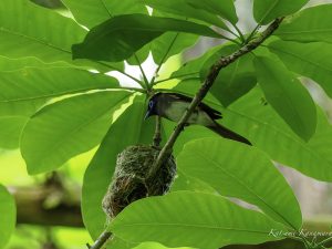 夏鳥を探しに　サンコウチョウ　2024年6月17日