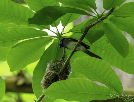 夏鳥を探しに　サンコウチョウ　2024年6月17日