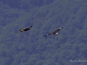 伊吹山の自然とイヌワシ観察No.16「巣立ち」2024年6月19日