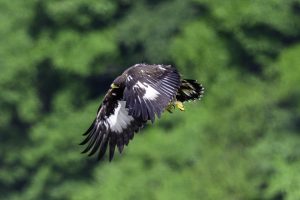 伊吹山の自然とイヌワシ観察N0.18　2024年6月26日