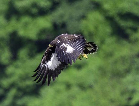 伊吹山の自然とイヌワシ観察N0.18　2024年6月26日