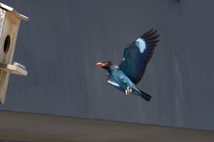 ブッポウソウを見に長野県天龍村へ　2024年6月30日