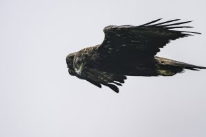 伊吹山の自然とイヌワシ観察N.19 2024年7月3日