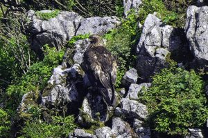伊吹山の自然とイヌワシ観察　No21 2024年7月7日