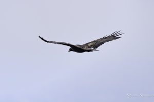 伊吹山の自然とイヌワシ観察　No.22 2024年7月13日-14日