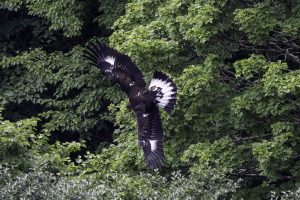 伊吹山の自然とイヌワシ観察No.23 2024年7月17日　ファミリー飛行