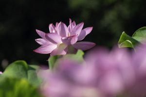 棚田に咲く蓮と伊吹山の自然とイヌワシ　No.24 　　2024年7月21日