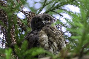 神社の境内のアオバズク　2024年7月