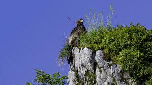 伊吹山の自然とイヌワシ観察　No.26　2024年7月29日