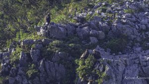 伊吹山の自然とイヌワシ観察　No.27 2024年8月3日