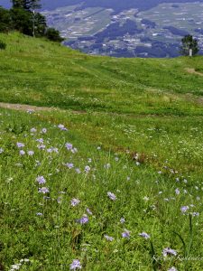 入笠山1955mで花見（長野）2024年8月9日　