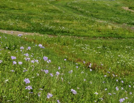 入笠山1955mで花見（長野）2024年8月9日　