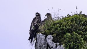 伊吹山の自然とイヌワシ観察　N0.29 2024年8月21日