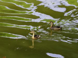 市街地の用水で探鳥　2024年8月30日