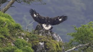 伊吹山の自然のイヌワシ観察　No.31 2024年9月3日