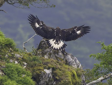 伊吹山の自然のイヌワシ観察　No.31 2024年9月3日